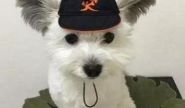 飞哥马尔济斯爆料视频,揭秘视频背后的惊人真相